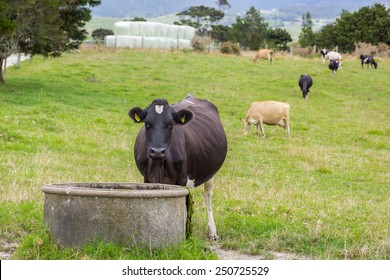 Cow drinking from water trough