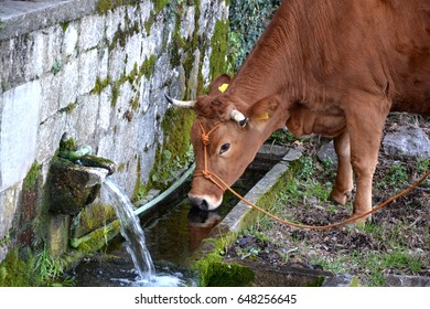 The cow drinks water.