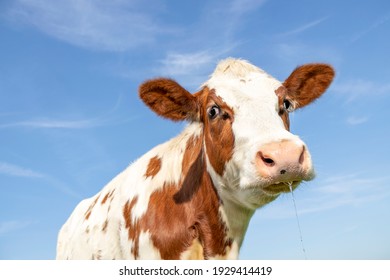 Cow Drooling Silly, Pink Nose And Friendly And Calm Expression, Adorable Cute