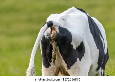 cow dropping shit
