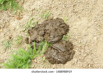 Cow Shit Images, Stock Photos & Vectors | Shutterstock