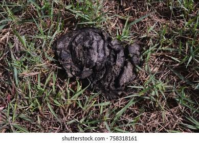 Cow Dung Waste Product Bovine Animal Stock Photo (Edit Now) 1693329376