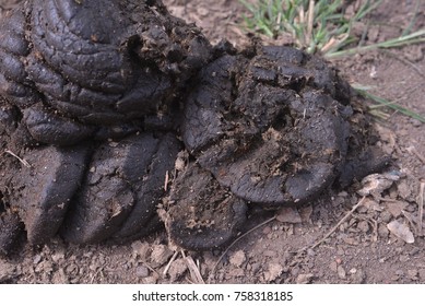 Cow Dung Agriculture Stock Photo 758318185 