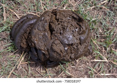 Cow Dung Agriculture Stock Photo 758318197 | Shutterstock