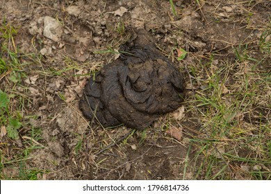 230 Ox Dung Images, Stock Photos & Vectors | Shutterstock