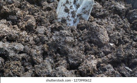 Cow Dung Earth Worm Bedding Cow Stock Photo 1273990612 | Shutterstock