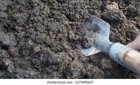 Cow Dung Earth Worm Bedding Cow Stock Photo (Edit Now) 1273990627