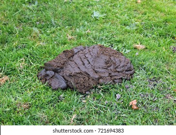 Cow Dung Cow Manure Cow Pat Stock Photo 721694383 | Shutterstock