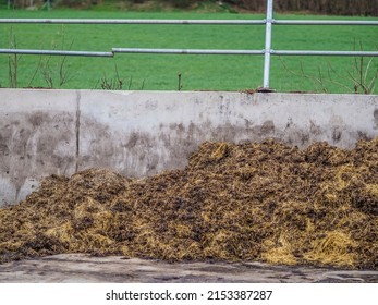 Cow dung next to a cowshed