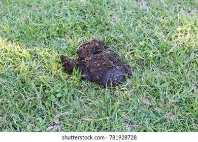 Cow Dung On Floor Organic Fertilizer Stock Photo 781928728 | Shutterstock