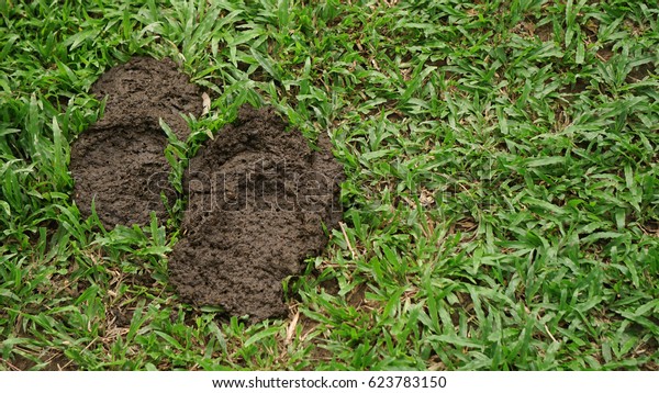 Cow Dung On Green Grass Compost Stock Photo Edit Now 623783150