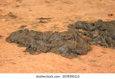 Cow dung on the soil in the rural farm.