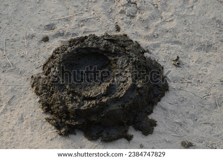 Cow dung, pats, pies or cows manure waste product faeces of bovine animal species like cattle cows, bison, buffalo and yak. Cow dung, also known as cow pats, cows pies or cow manure. Stock photo © 