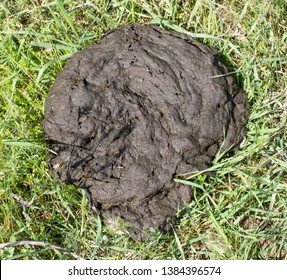 Cow Dung Shit On Green Grass Stock Photo 1384396574 | Shutterstock