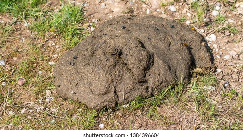 Bull Shit Images, Stock Photos & Vectors | Shutterstock