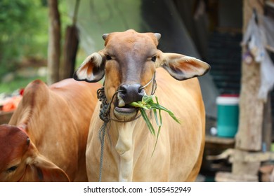 Cow Eating Corn