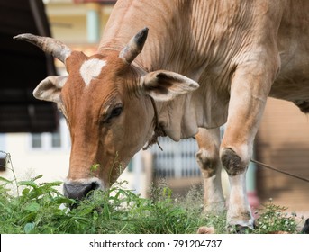 The Cow Is Eating Grass