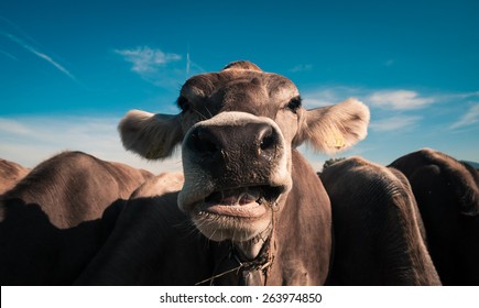 cow is eating grass with blue sky in the background