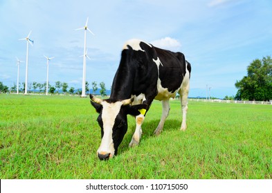 Cow eating grass in the farm with windmill - Powered by Shutterstock