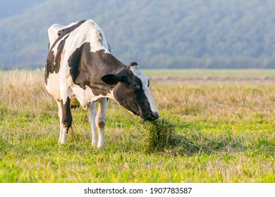 Cow Eating Grass In The Field