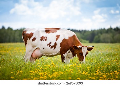 Cow eating grass in a field.