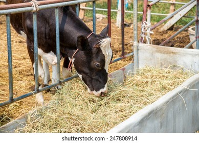 Cow Eating Grass And Hay