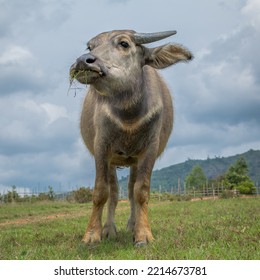 Cow Eating Grass Low Angle View With Clouds And Nature