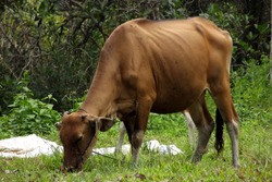 A Cow Eating Grass In The Meadow
