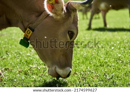 Cow eating Grass in Pasture in the Alps. Closeup of Cow Head while grazing on field