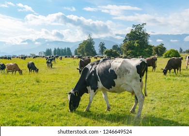 Cow Eating Green Glass, New Zealand Farm Animal