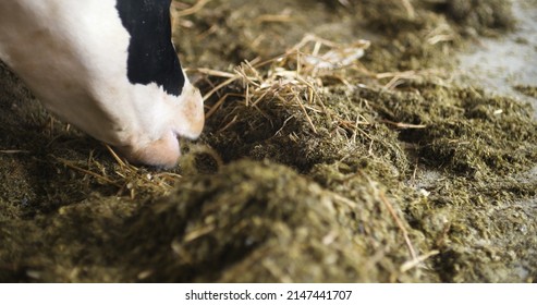 Cow eating hay in farm barn agriculture. Dairy cows in agricultural farm barn.