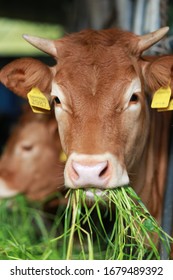 Cow Eating On A Farm