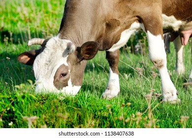 The Cow Eats Luscious Grass