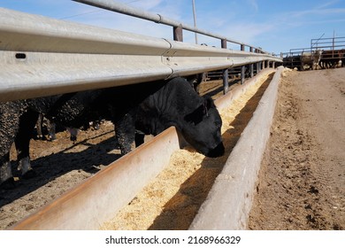 A cow eats from a trough on a feedlot in Colorado                                - Shutterstock ID 2168966329
