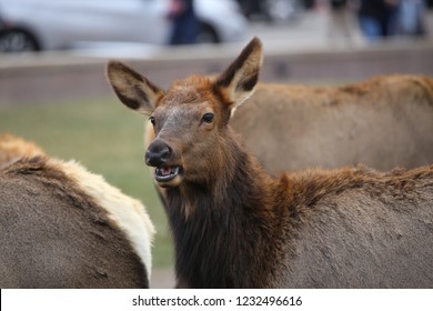 Cow Elk Closeup On Downtown Estes Park, Colorado