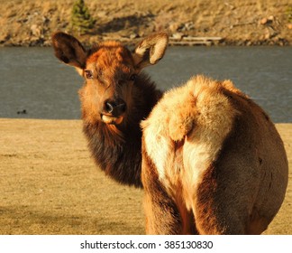   Cow Elk In Estes Park, Colorado        