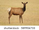 Cow Elk in Field