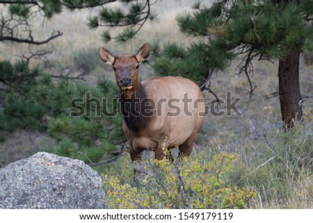 Cow Elk in Rocky Mountain Colorado
