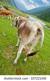 Cow with excrement in alpine valley