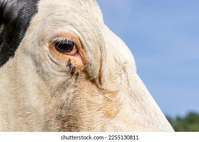 Cow eye close up, a black and white one, looking calm and tranquil, close up of a dairy black and white milker, looking calm and tranquil - Powered by Shutterstock