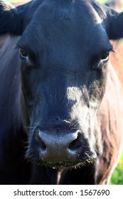 Cow face