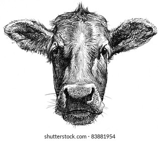 3,873 Hand drawn cow face Images, Stock Photos & Vectors | Shutterstock