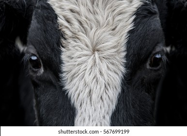Cow, face close up