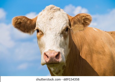 Cow Face Portrait Of A Brown Cow On The Pasture With Blue Sky In Summer