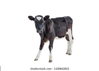 cow farm  animal