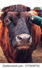 Cow In Farm Animal Sanctuary, UK