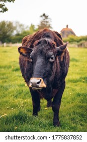 Cow In A Farm Animal Sanctuary In UK