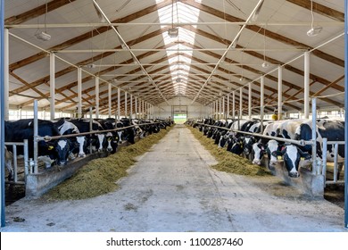 Cow farm concept, agriculture and livestock - herd of cows who eating hay in cowshed on dairy farm.