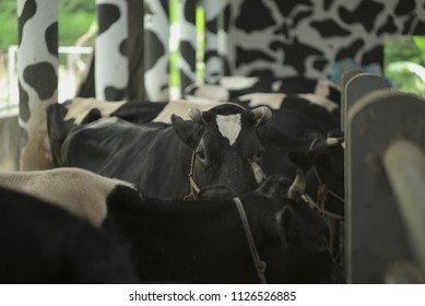 Cow Farm House