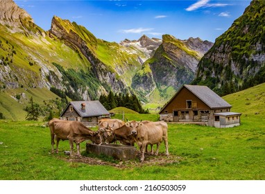 Cow farm in a mountain valley. Cows on mountain cow farm. Cow farm in mountains